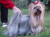 Marcello