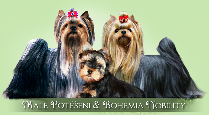 yorrsk terir - yorkshire terrier Mal poten & Bohemia Nobility